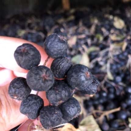 Aronya kurusu - Dried Aronia