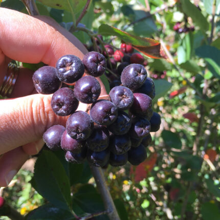 Aronya - Aronia